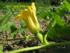 Cucurbita maxima Ethiopial; fleurs-F