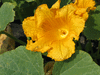 Cucurbita maxima Hubbard marbelhead; fleurs-M
