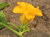 Cucurbita maxima Hubbard marbelhead; fleurs-F