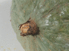 Cucurbita maxima Hubbard marbelhead; ombilics