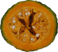 Cucurbita maxima Hubbard marbelhead; coupes