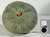 Cucurbita maxima Indomatrone; ombilics