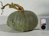 Cucurbita maxima Indomatrone; fruits