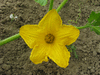 Cucurbita maxima De Mantoue; fleurs-F