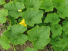 Cucurbita maxima De Mantoue; feuilles