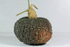 Cucurbita maxima De Mantoue; fruits