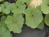 Cucurbita maxima Blanche de Lyon; feuilles