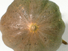 Cucurbita maxima Nyamut; ombilics