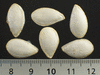 Cucurbita maxima Nyamut; graines