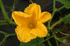 Cucurbita maxima Nyamut; fleurs-M