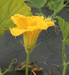 Cucurbita maxima Nyamut; fleurs-M