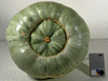 Cucurbita maxima Potiron du Chili; ombilics