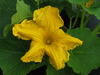 Cucurbita maxima Potiron du Chili; fleurs-M