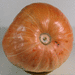 Cucurbita maxima Gaillot; ombilics