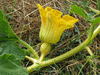 Cucurbita maxima Gaillot; fleurs-F