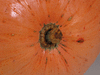 Cucurbita maxima German; ombilics