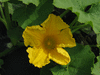 Cucurbita maxima German; fleurs-M