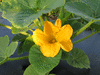 Cucurbita maxima Buttercup bush; fleurs-M