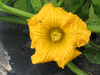 Cucurbita maxima Buttercup bush; fleurs-F