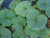 Cucurbita maxima Buttercup bush; feuilles