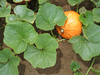 Cucurbita maxima Potiron strawberry; feuilles