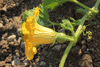 Cucurbita maxima Black Forest; fleurs-F