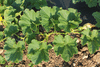 Cucurbita maxima Black Forest; feuilles