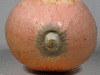 Cucurbita maxima Du Maine; ombilics