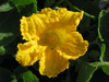 Cucurbita maxima D'Espelette; fleurs-M