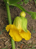 Cucurbita maxima D'Espelette; fleurs-F