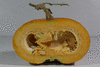 Cucurbita maxima D'Espelette; coupes