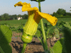 Cucurbita maxima Zucca Mantovana; fleurs-F