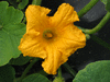 Cucurbita maxima Potiron d'Alenon; fleurs-M