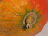 Cucurbita maxima Potiron d'Alenon; ombilics