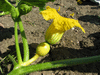 Cucurbita maxima Potiron d'Alenon; fleurs-F