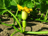 Cucurbita maxima Potiron d'Alenon; fleurs-F