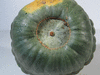 Cucurbita maxima New Zealand blue; ombilics