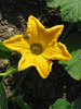 Cucurbita maxima New Zealand blue; fleurs-F