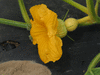 Cucurbita maxima Big moon; fleurs-F