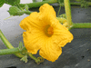 Cucurbita maxima Big moon; fleurs-F