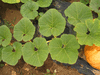 Cucurbita maxima Big moon; feuilles