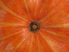 Cucurbita maxima Big moon; ombilics