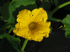 Cucurbita maxima F1 Sunshine; fleurs-F