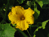 Cucurbita maxima F1 Sunshine; fleurs-M