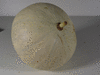 Cucurbita maxima F1 Lyric; ombilics