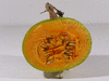 Cucurbita maxima F1 Lyric; coupes