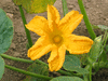 Cucurbita maxima Bleu de Turquie; fleurs-M