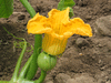 Cucurbita maxima Bleu de Turquie; fleurs-F