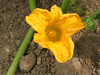 Cucurbita maxima Bleu de Turquie; fleurs-F