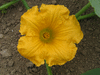 Cucurbita maxima Gold keeper; fleurs-F